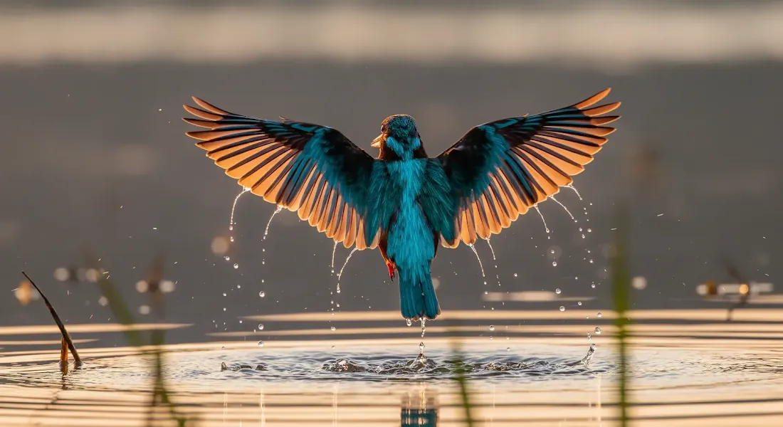 Синий и оранжевый зимородок взлетает из воды с расправленными крыльями капли воды движение природа птица в полете яркие цвета живописная сцена дикой природы